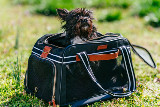Welcome to Paw Print Supply Co: Everything Your Pet Deserves